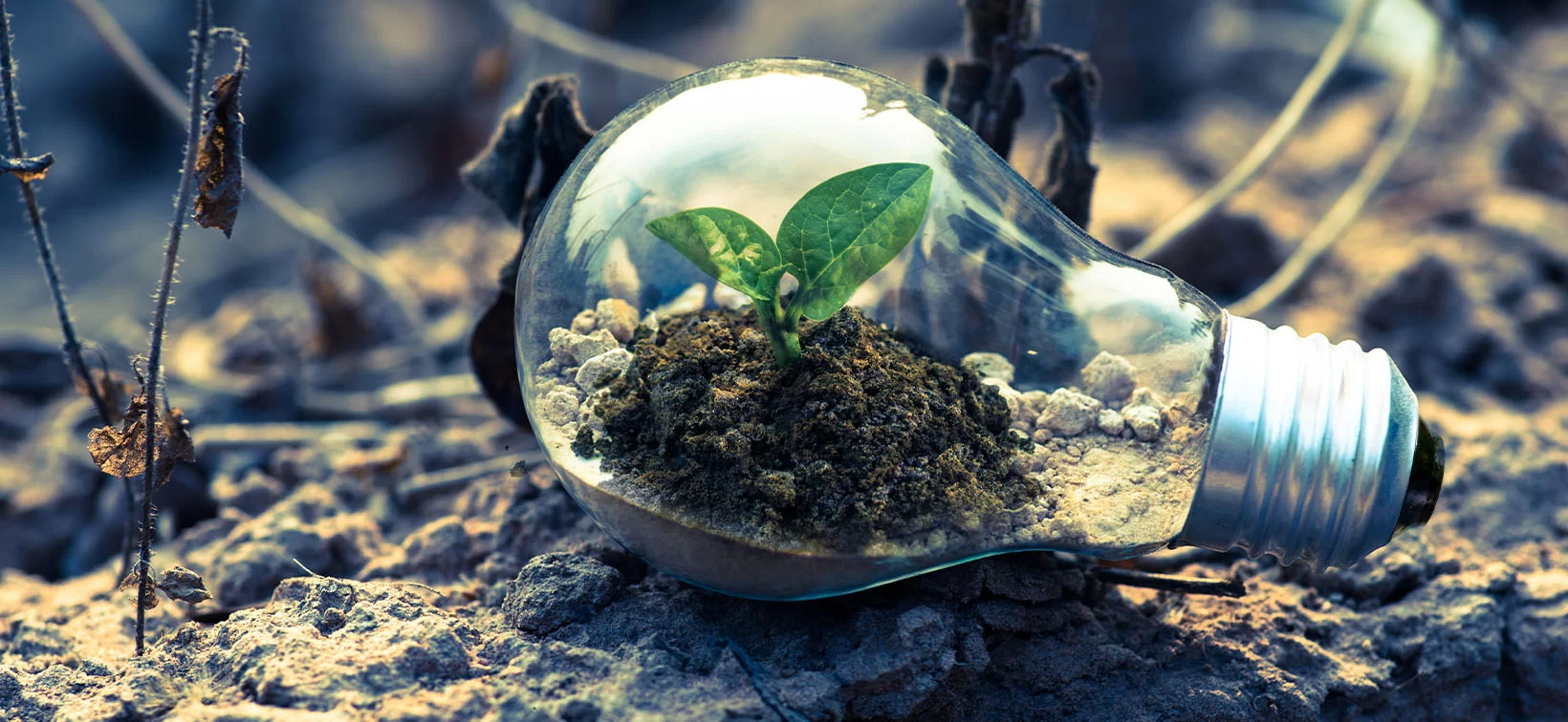 Climate Change and Green Policy in UAE