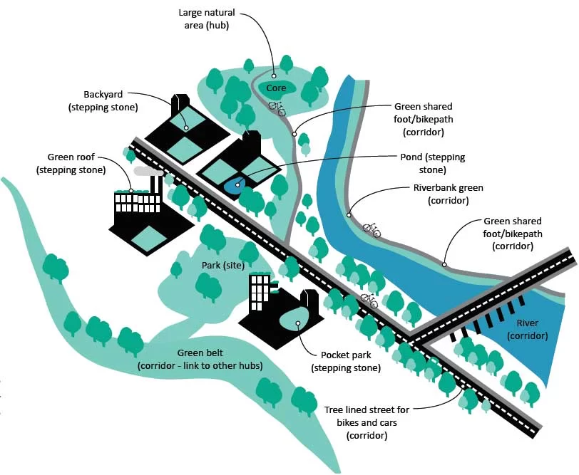 Figure 2-3 An urban green infrastructure network comprises of many elements that together facilitate movements through the...
