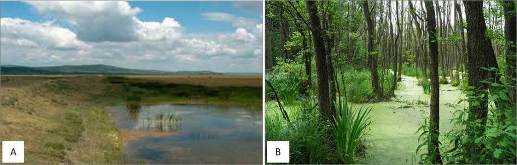 Figure 2-12 Wetland restoration: (a) Ciobarciu Wetland Restoration (Romania)28, and (b) Wetlands Conservation and Restorat...