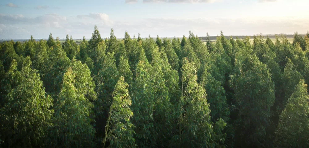 Environment & Sustainability
