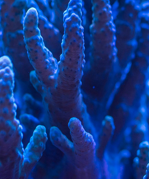 Marine Ecology