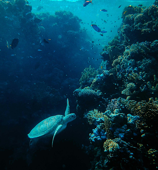 Marine Ecology