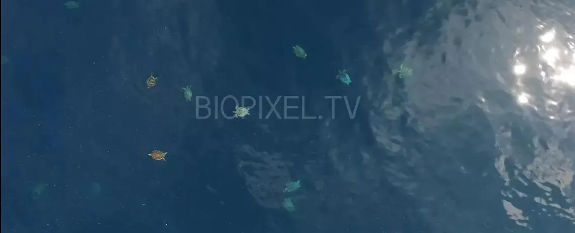 Aerial Images Of Sea Turtles