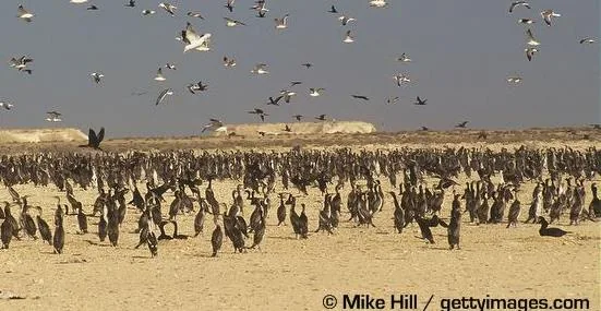 Aerial wildlife survey imagery captured by drone