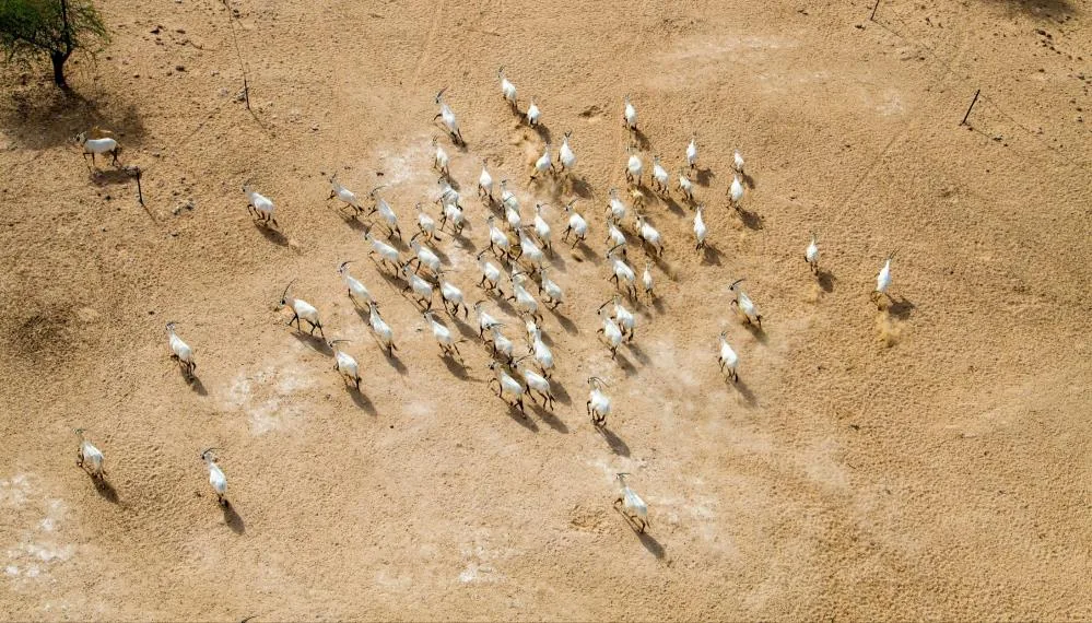 – _Herd From Above