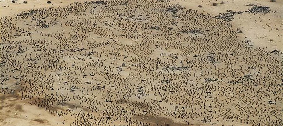 Drone imagery used for species tracking