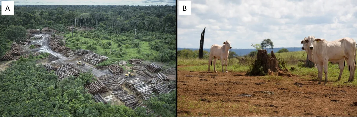 Deforestation in the Amazon: (a) illegally deforested area (Credit: Felipe Werneck)3, (b) unsustainable cat