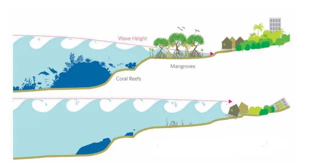 Mangroves help prevent erosion and reduce the force of waves, storm surge and flooding (Losada et al, 2018