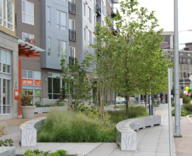 Example of bioretention planting in an urban street setting