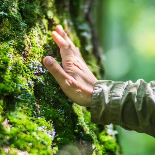 Tree Hand